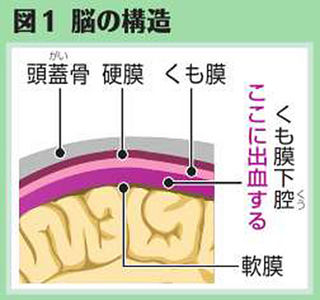 （上）図１　脳の構造