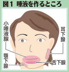 （上）図１　唾液を作るところ