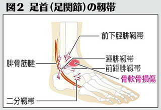 （下）図２　足首の靭帯