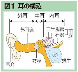 (上)図１　耳の構造